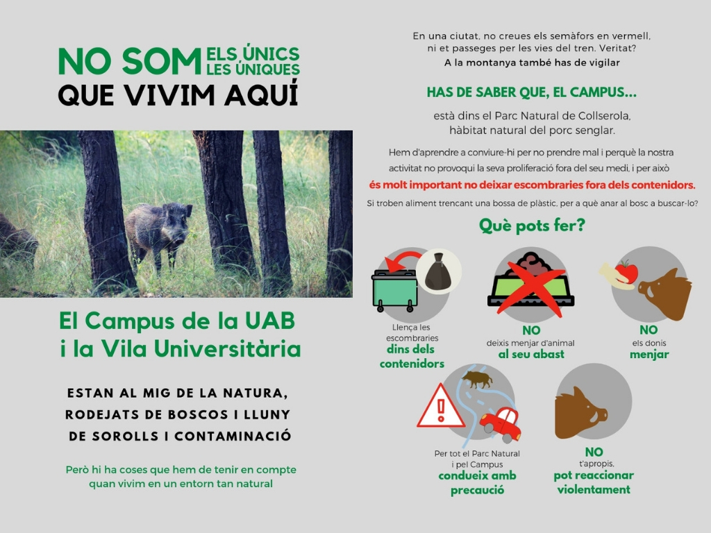 Porcs senglars a la Vila